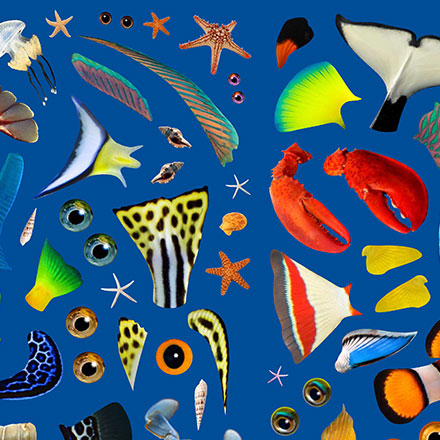 'What Do You See, Under The Sea?' Stickers